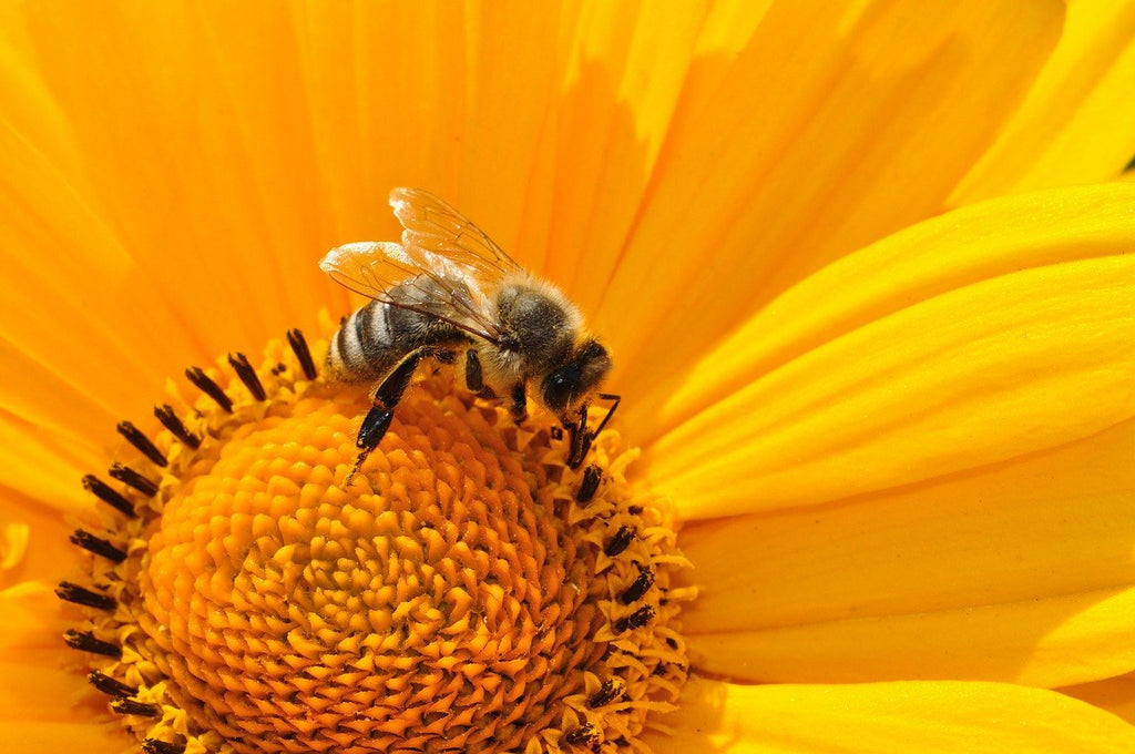 Abri abeilles  Nature & Découvertes
